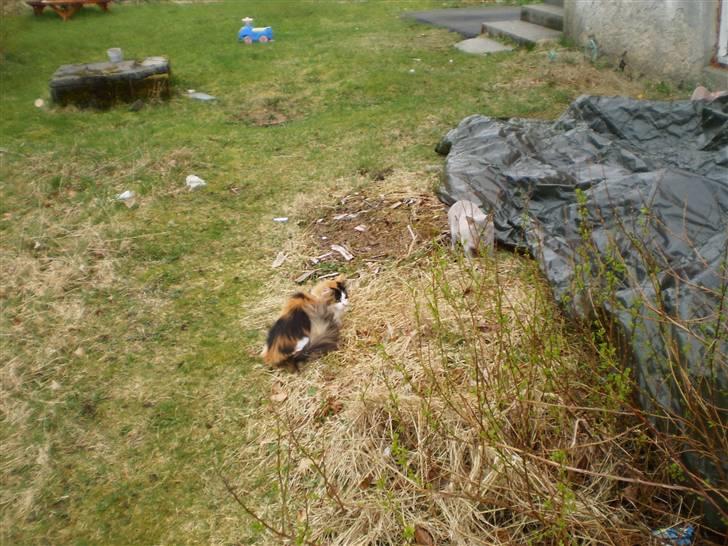 Burmeser CH Jacotar's Charlie (DK) - Quila og Charlie ute på tur billede 8