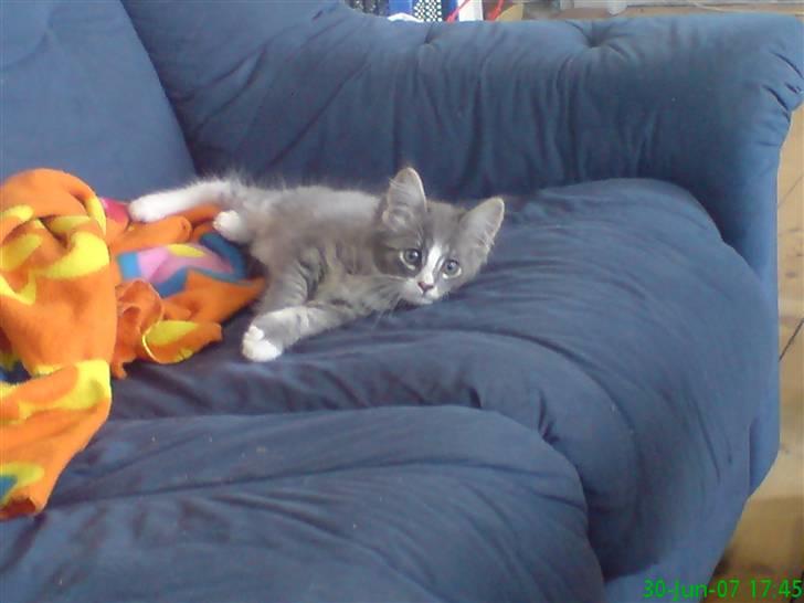 Maine Coon Emil billede 5