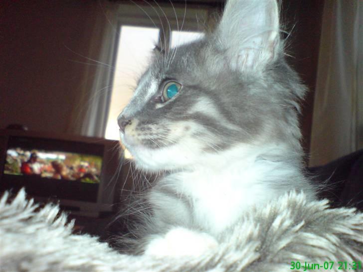 Maine Coon Emil billede 6