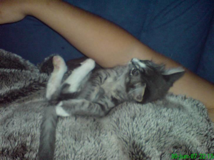 Maine Coon Emil billede 7