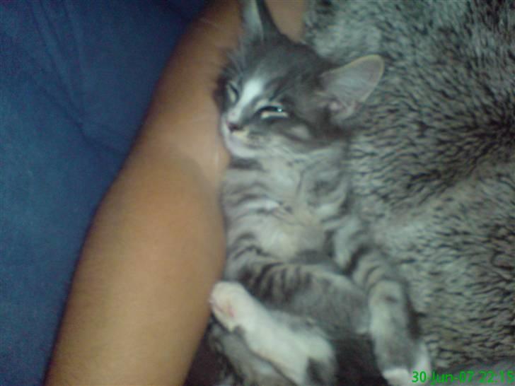 Maine Coon Emil - Elsker og ligge og putte hos mor:0) billede 8