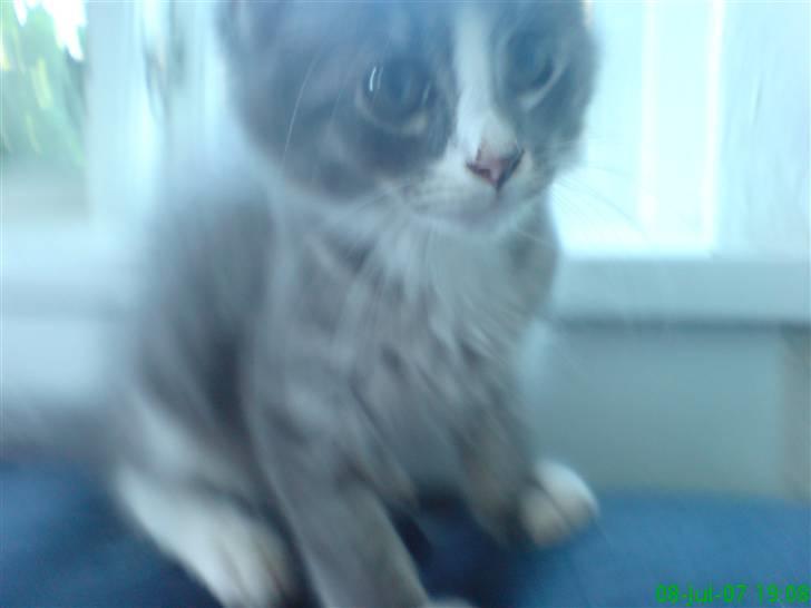 Maine Coon Emil - Er jeg ikke bare sød... billede 9