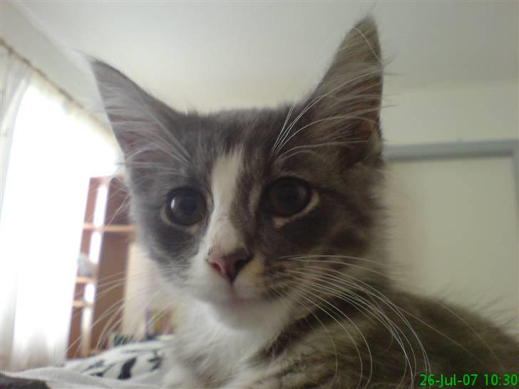 Maine Coon Emil billede 10