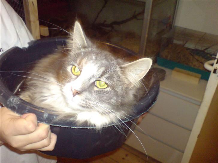 Maine Coon Emil billede 11