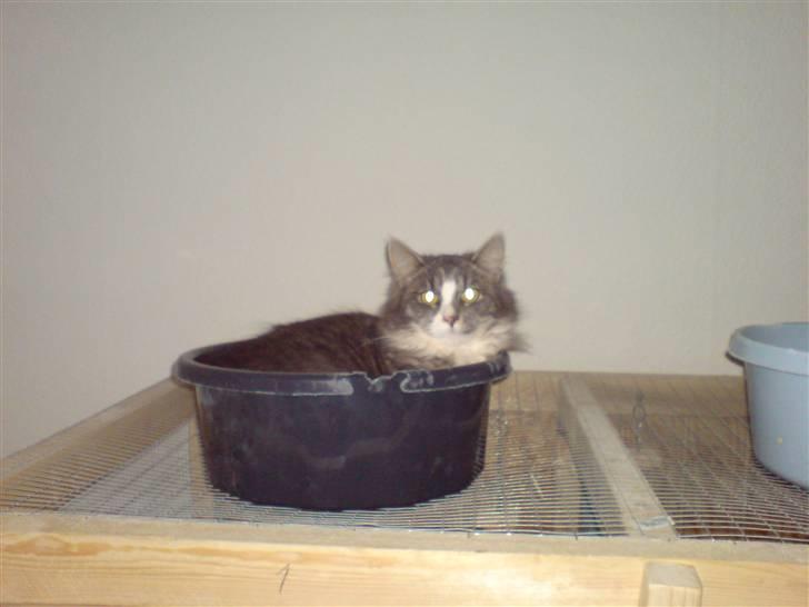 Maine Coon Emil billede 12