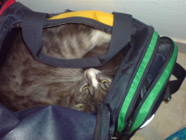 Maine Coon Emil - Det bedste jer ved er at ligge i tasker;P billede 13