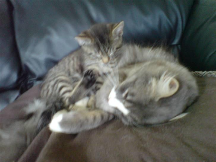 Maine Coon Emil billede 14