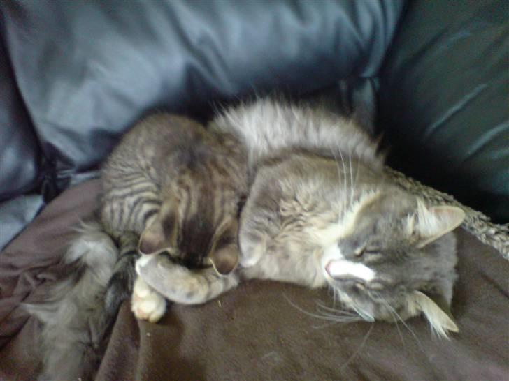 Maine Coon Emil billede 15