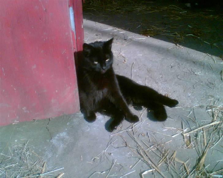 Blanding af racer oline billede 6