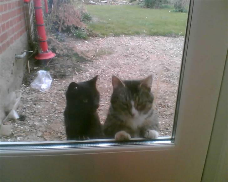 Blanding af racer oline billede 7