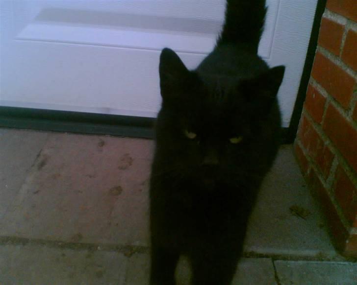 Blanding af racer oline billede 8