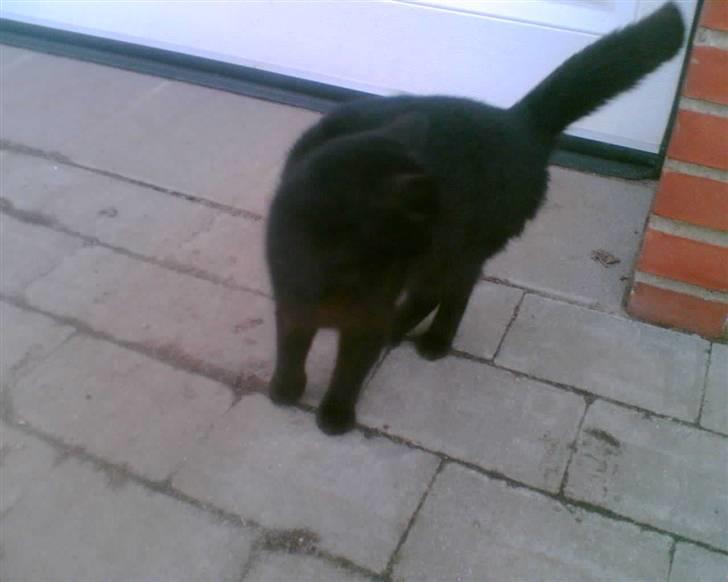 Blanding af racer oline billede 9