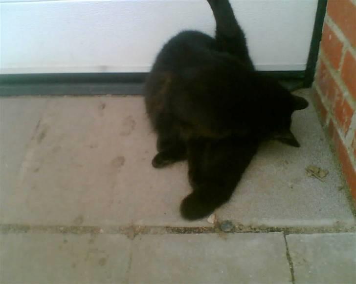 Blanding af racer oline billede 10