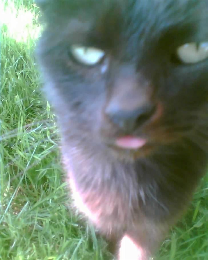 Blanding af racer oline billede 11