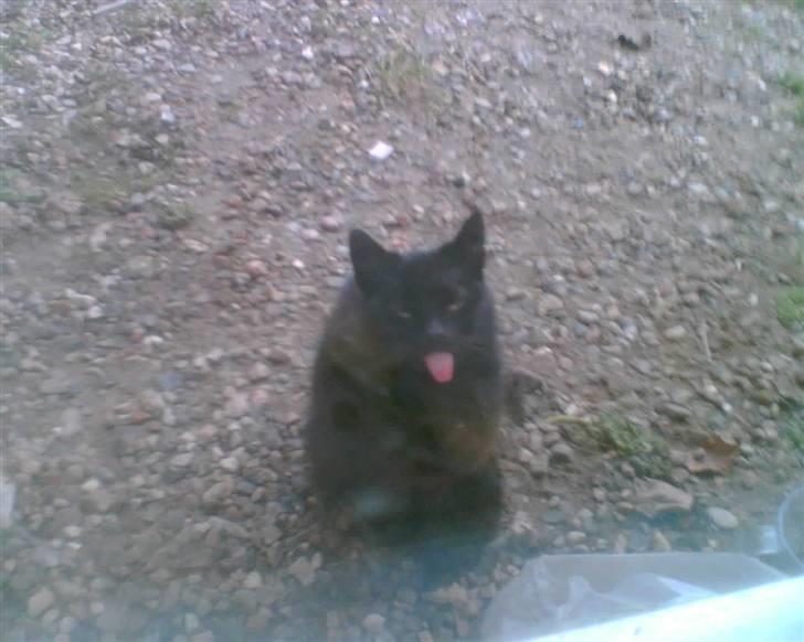 Blanding af racer oline billede 12