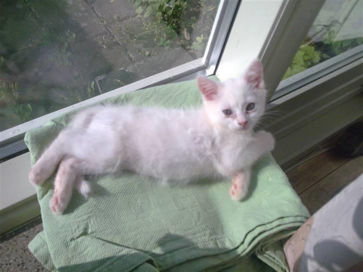 Huskat Nusser billede 2