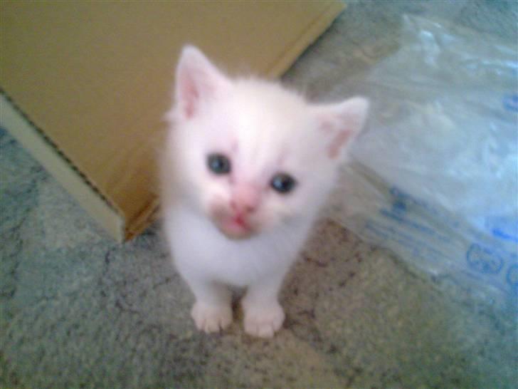 Huskat Nusser billede 3