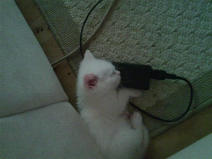 Huskat Nusser billede 4