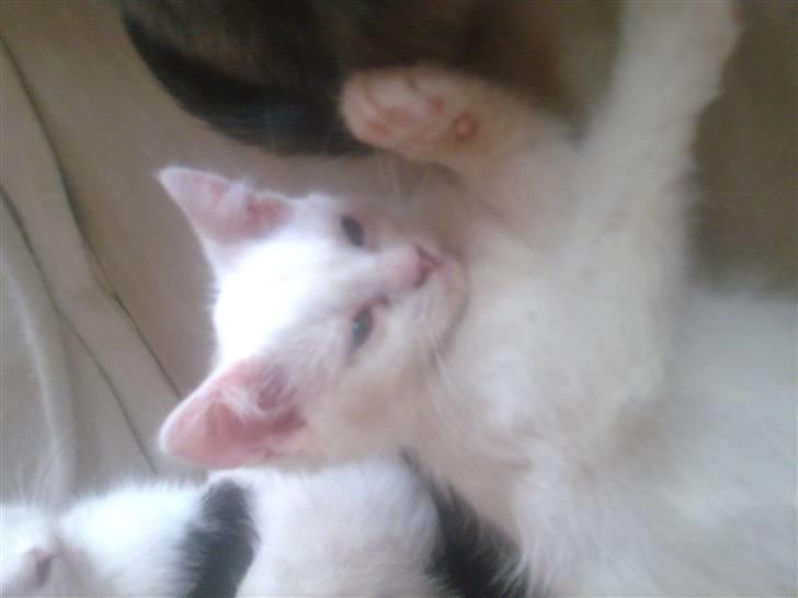 Huskat Nusser billede 5