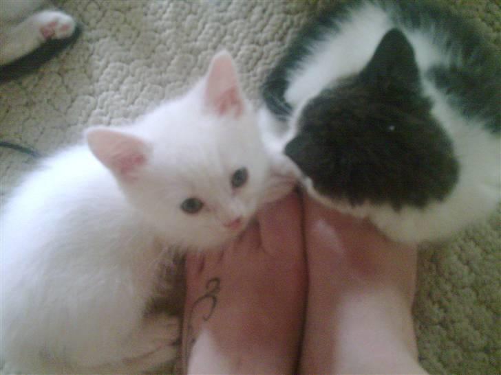 Huskat Nusser billede 6