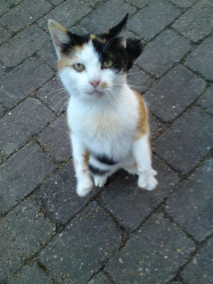 Huskat Carlos i; - hvad ? i;i; .. hop.. billede 11