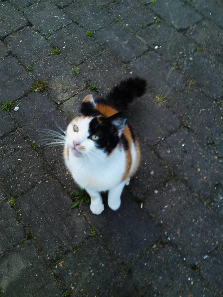 Huskat Carlos i; billede 12