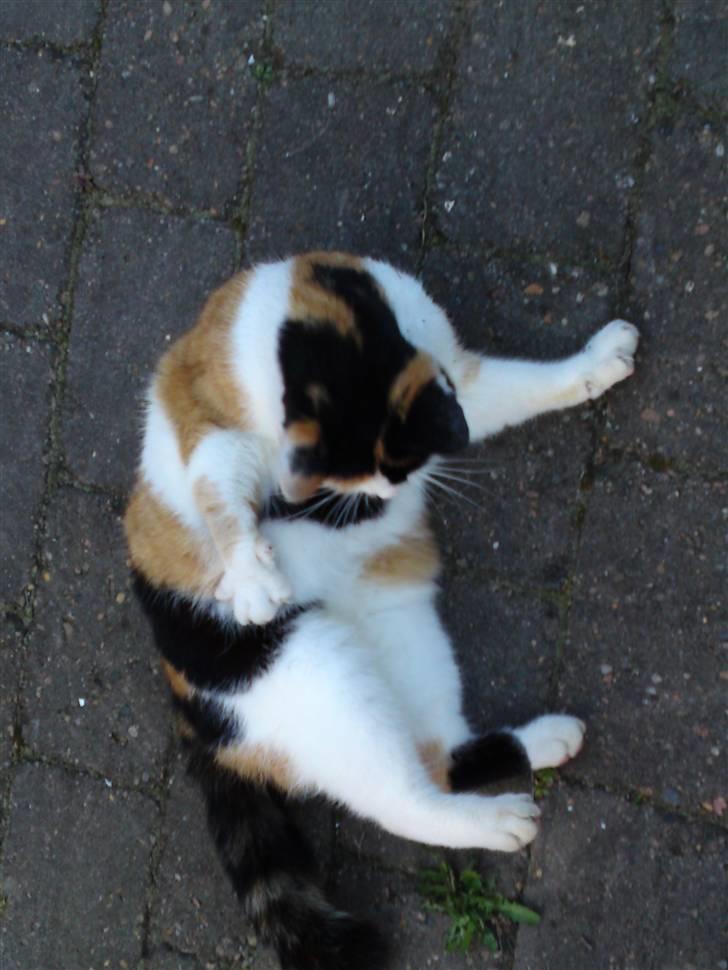 Huskat Carlos i; billede 13