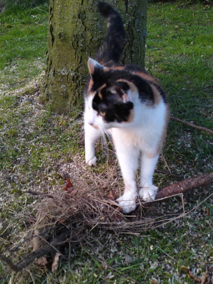 Huskat Carlos i; billede 14