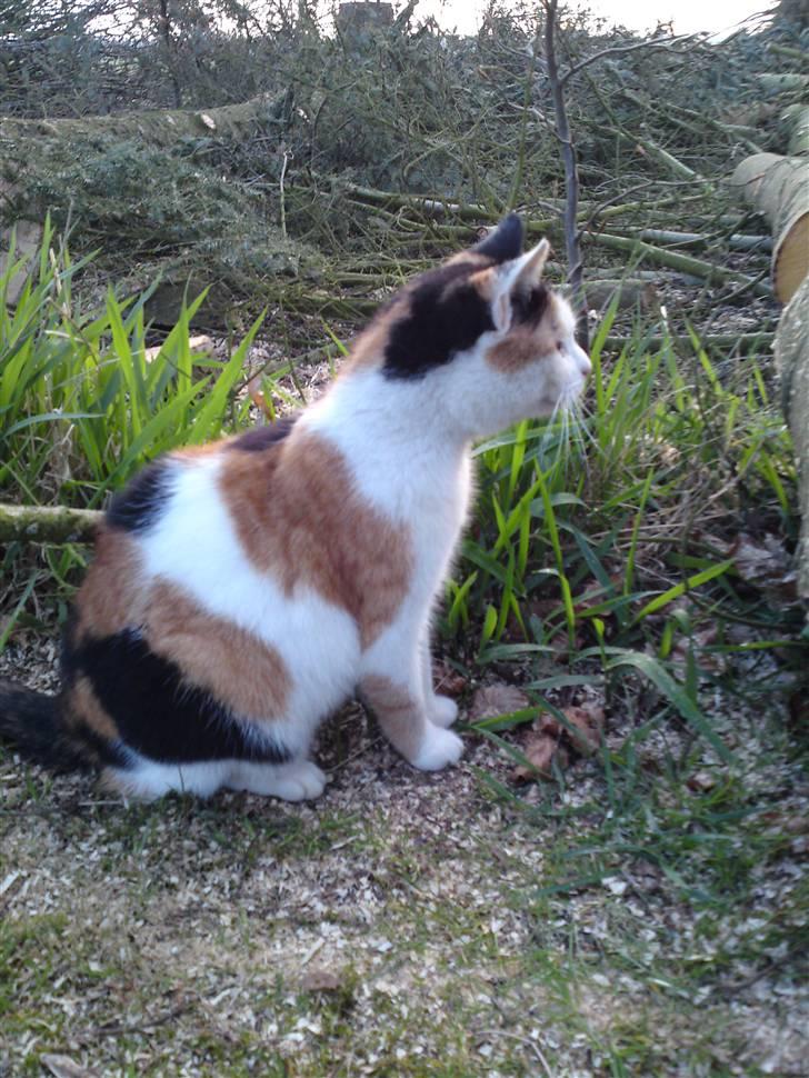 Huskat Carlos i; - jeg er virkelig køn. billede 15