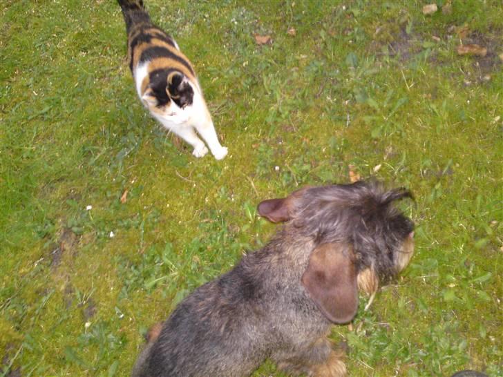 Huskat Carlos i; - alonzo og carlos.. billede 16