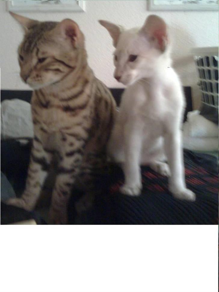 Bengal               Anubis billede 16