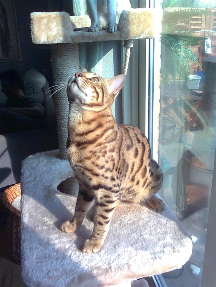 Bengal               Anubis billede 17