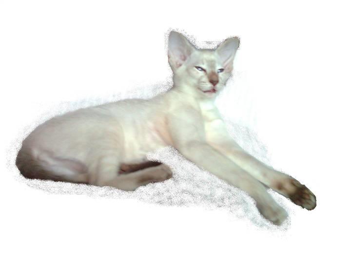 Siameser "Knick-Knak"'s Luna Lucia billede 16