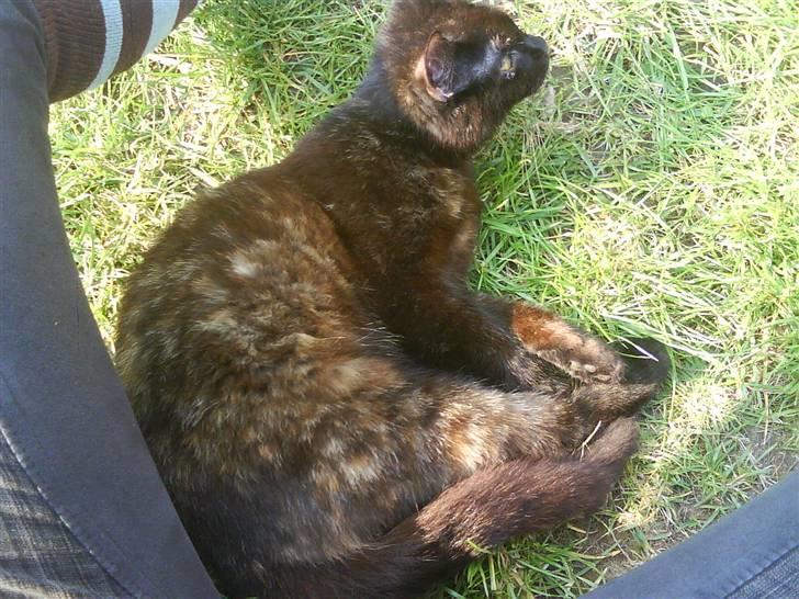 Huskat Sambo :p billede 1