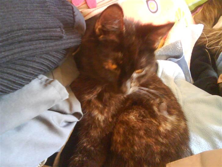 Huskat Sambo :p billede 2