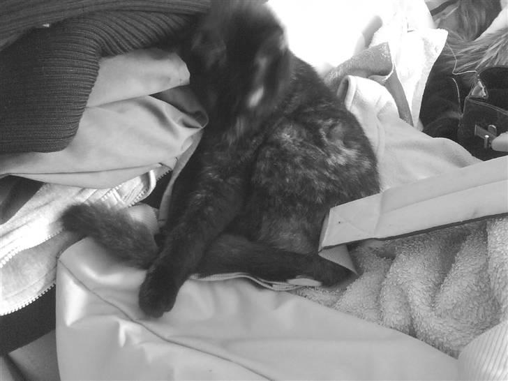 Huskat Sambo :p billede 3