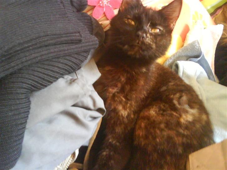 Huskat Sambo :p billede 4