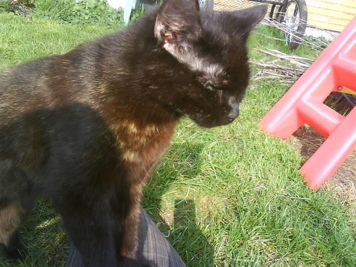 Huskat Sambo :p billede 5