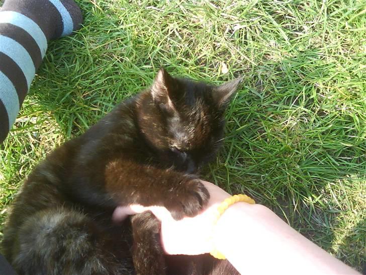 Huskat Sambo :p billede 6