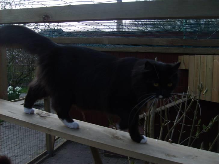 Blanding af racer Samson billede 12