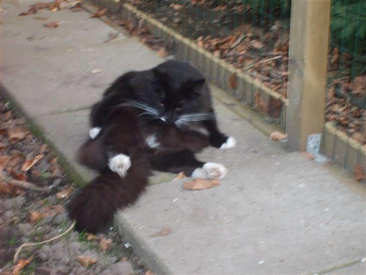 Blanding af racer Samson billede 13