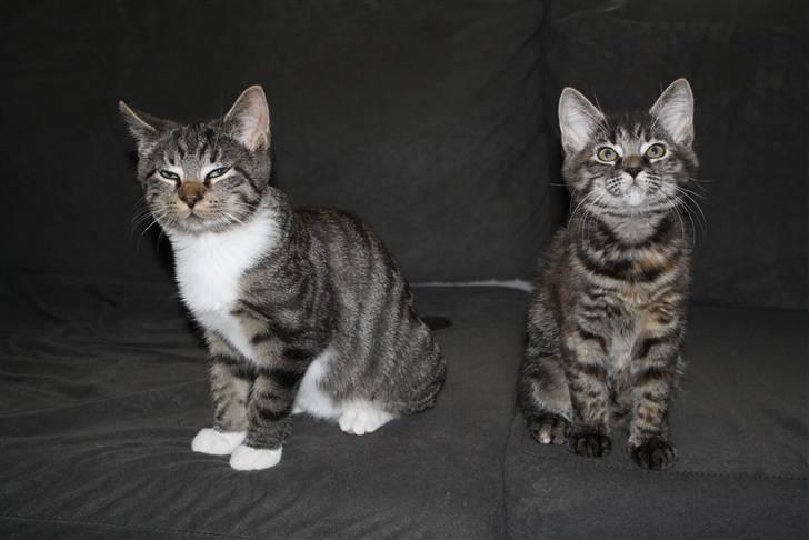 Blanding af racer Bella - Mig med mine nye ven Samson (Heidi Pandrup T) billede 6