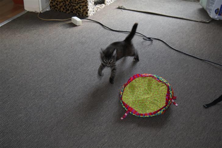 Blanding af racer Bella - Leger billede 7