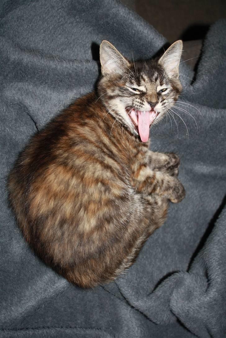 Blanding af racer Bella - Ja, man bliver træt af alt det legeri billede 8