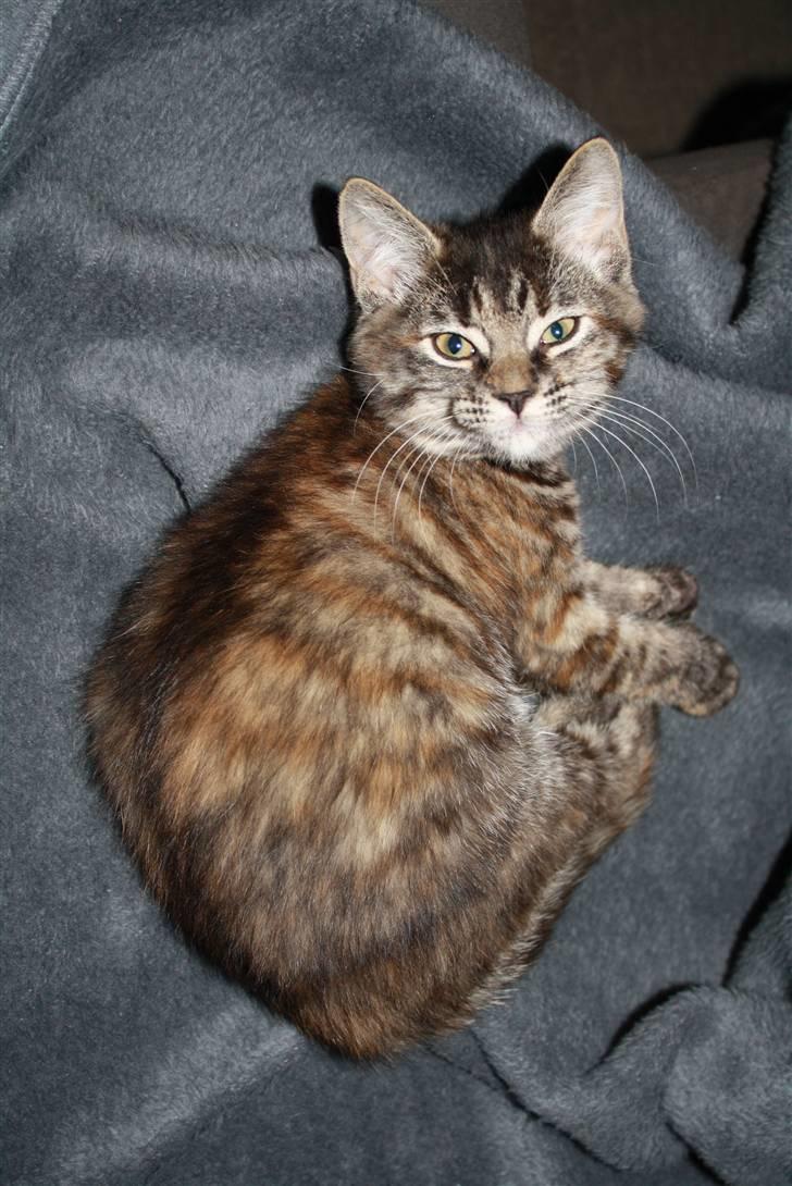 Blanding af racer Bella - Så blev jeg 1år..jubii billede 9