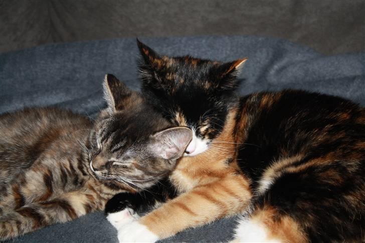 Blanding af racer Bella - For mig en lur sammen med min veninde Sahara (Heidi Pandrup T) billede 10