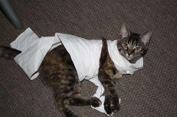 Blanding af racer Bella - Du skal ikke se på mig. Det var wc-rullen der startede billede 11