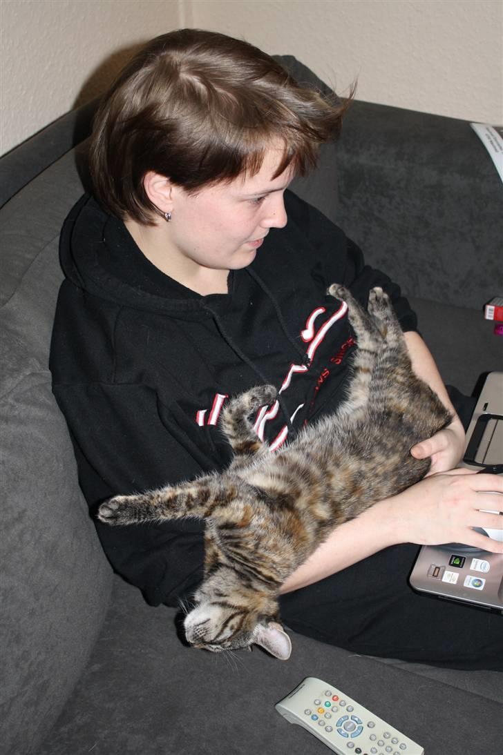 Blanding af racer Bella - For mig en lur hos Sahara og Samson´s mor(Heidi Pandrup T) billede 12