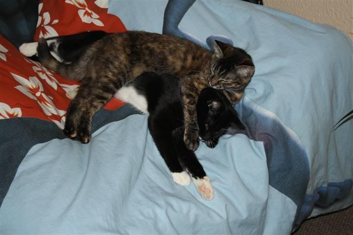 Blanding af racer Bella - Elsker bare mig bror Oskar..såå meget.. billede 13