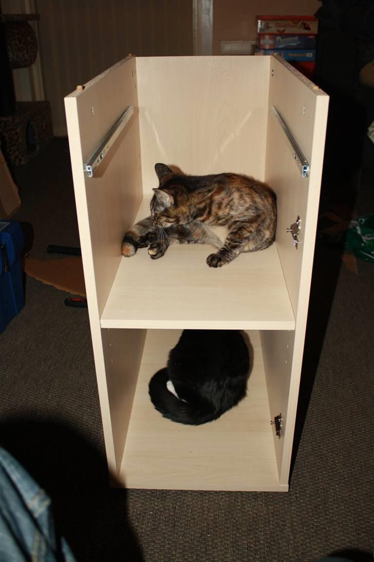 Blanding af racer Bella - Far er igang med, at samle kontorbord. Så mig og min bror ville lige drille far billede 14